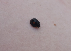 Chilocorus stigma