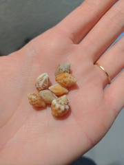 Columbella mercatoria