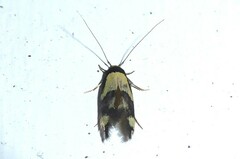 Opogona comptella