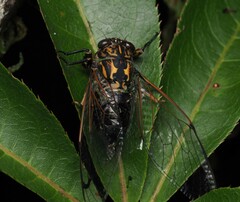 Amphipsalta