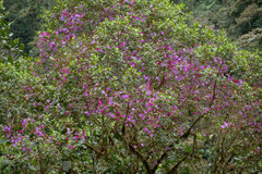 Andesanthus lepidotus