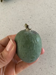 Feijoa
