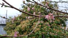 Prunus persica