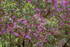 Andesanthus lepidotus