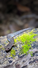 Plethodon ventralis