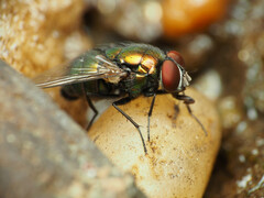 Lucilia illustris
