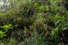 Pitcairnia
