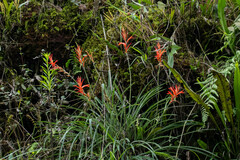 Pitcairnia