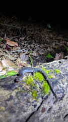 Plethodon ventralis