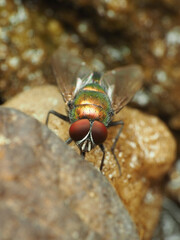 Lucilia illustris