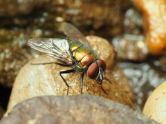 Lucilia illustris
