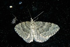 Helastia corcularia