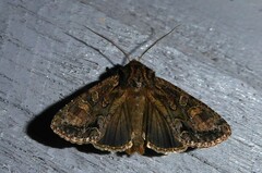 Ichneutica mutans