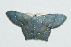 Chloropteryx diluta