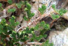 Selaginella eremophila