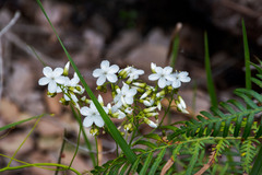 Drosera pallida