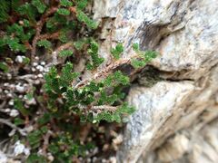 Selaginella eremophila