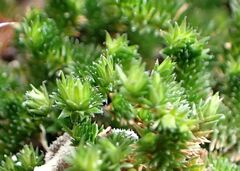 Selaginella eremophila