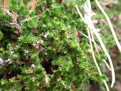 Selaginella eremophila