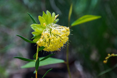 Pimelea suaveolens