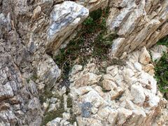 Selaginella eremophila