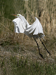 Ardea alba egretta