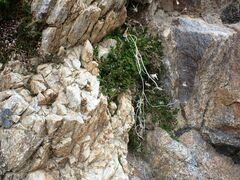 Selaginella eremophila