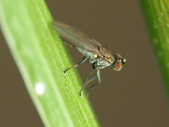 Hydrelliinae