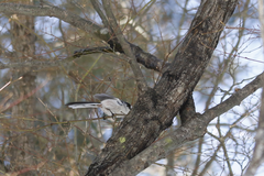 Aegithalos caudatus trivirgatus