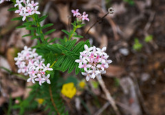 Pimelea rosea