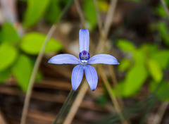 Cyanicula sericea