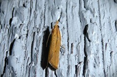 Bactra noteraula