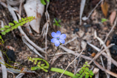 Chamaescilla corymbosa