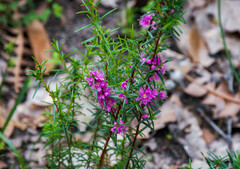 Hypocalymma robustum