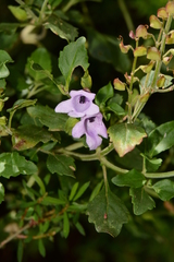 Prostanthera melissifolia