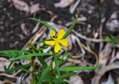 Hibbertia cunninghamii