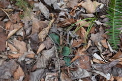 Lithospermum tuberosum
