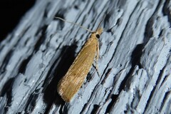 Bactra noteraula