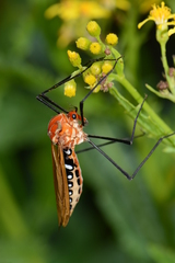 Clytocosmus edwardsi