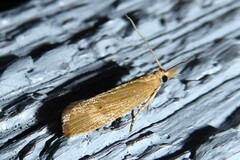 Bactra noteraula