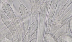 Tryblidiopsis magnesii