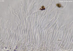 Tryblidiopsis magnesii