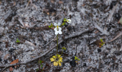 Stylidium calcaratum