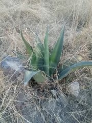 Agave atrovirens
