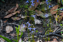 Lobelia gibbosa