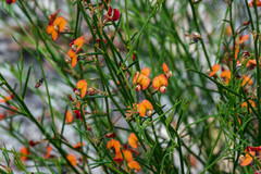 Daviesia brevifolia