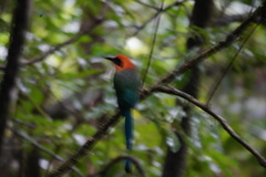 Baryphthengus martii