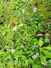 Mazus fauriei