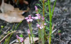 Caladenia nana