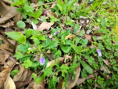 Mazus fauriei